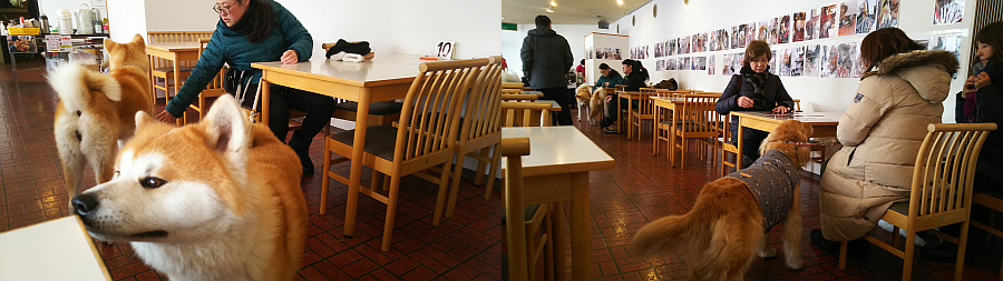 ドッグカフェ